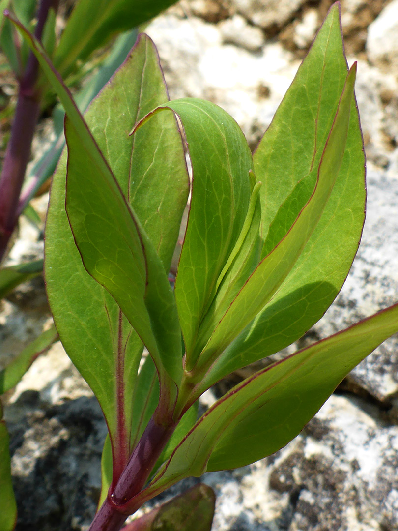Red-margined leaves