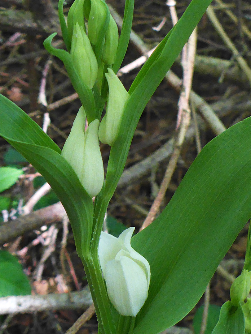 Leaves and flowers