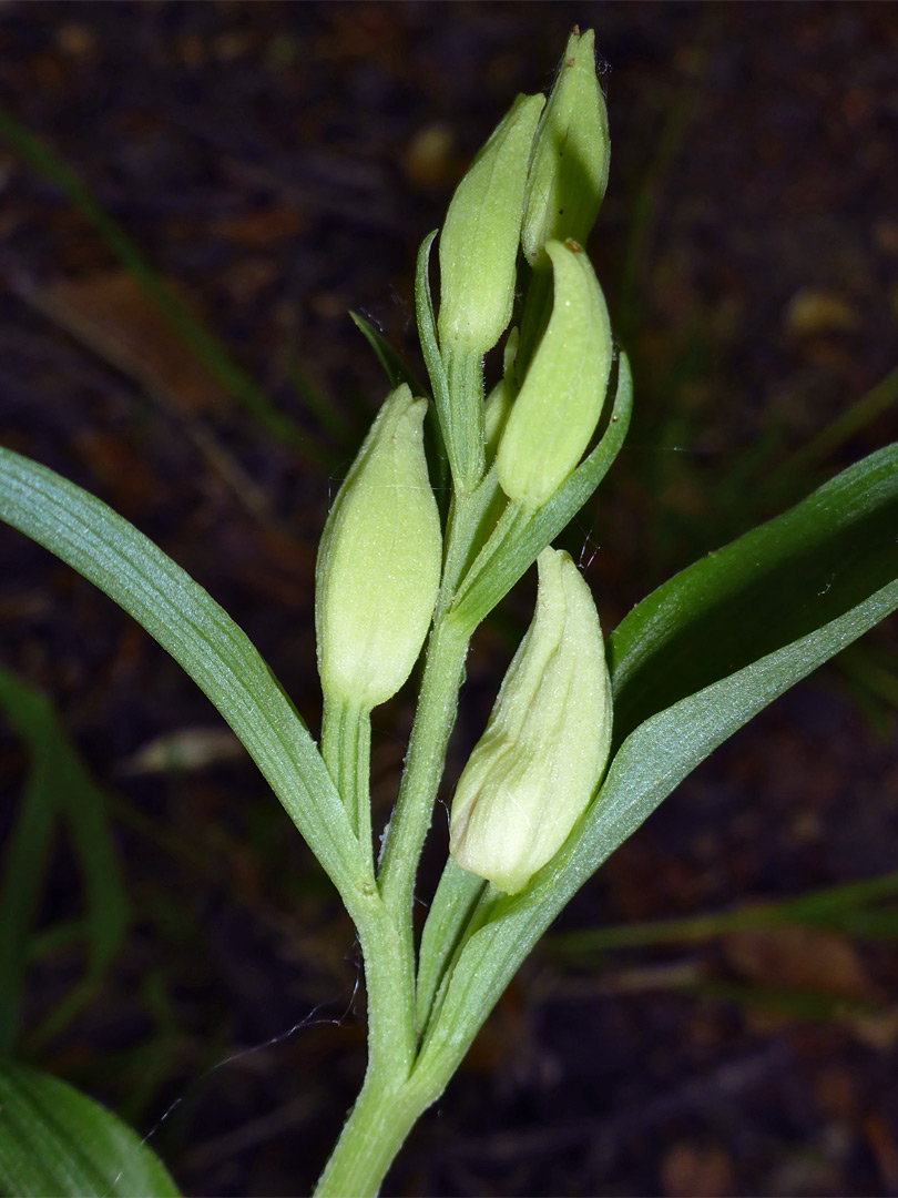 White helleborine