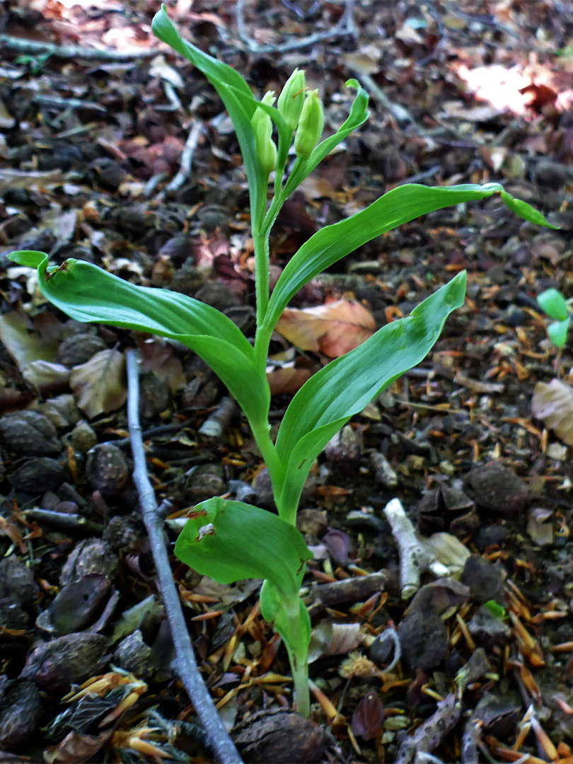 Alternate leaves