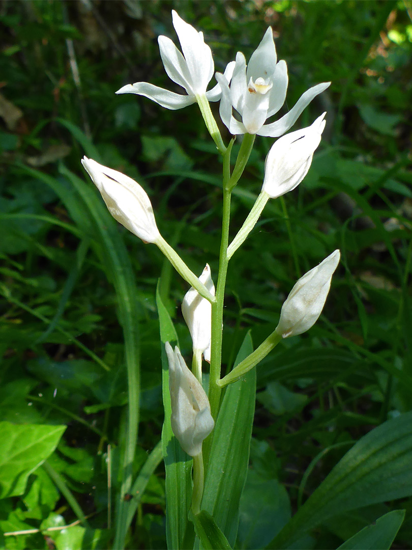 Flowers, some withered