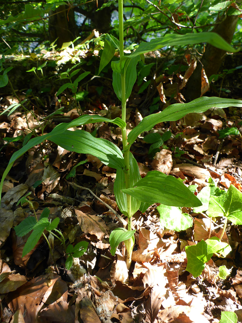 Parallel-veined leaves