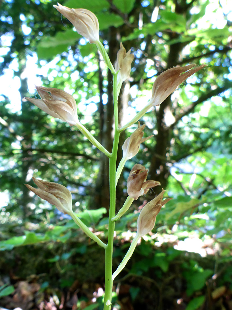 Withered flowers