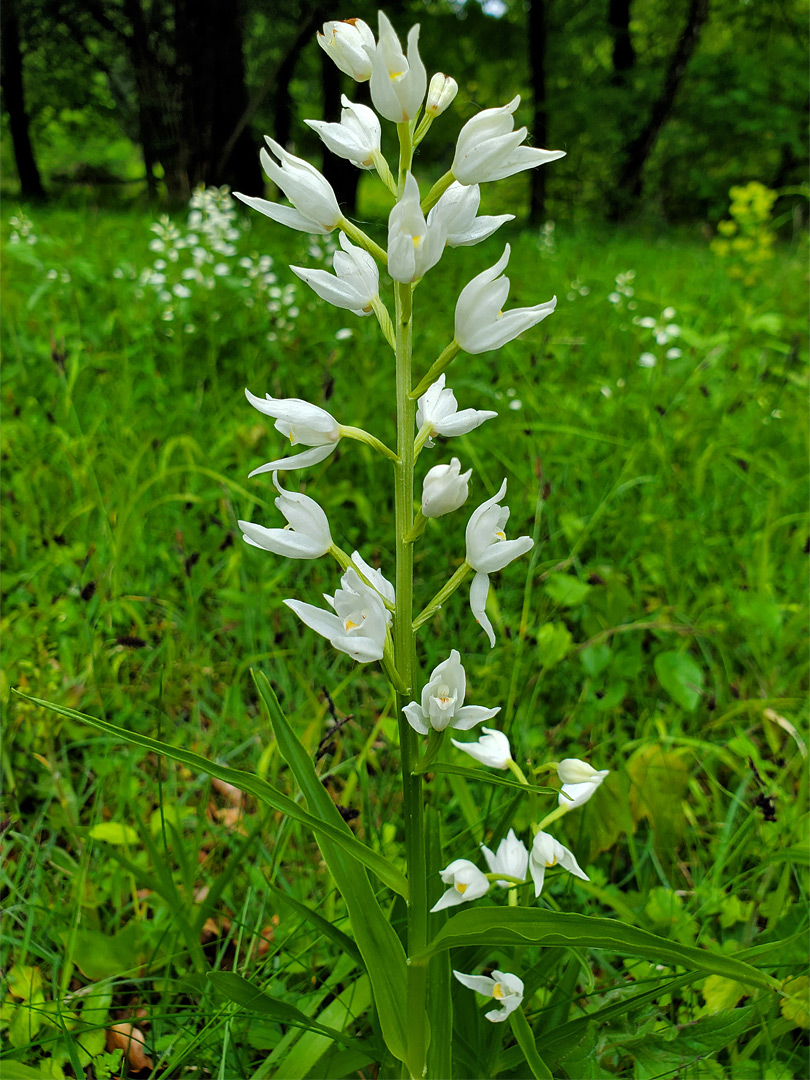 Flowering stem