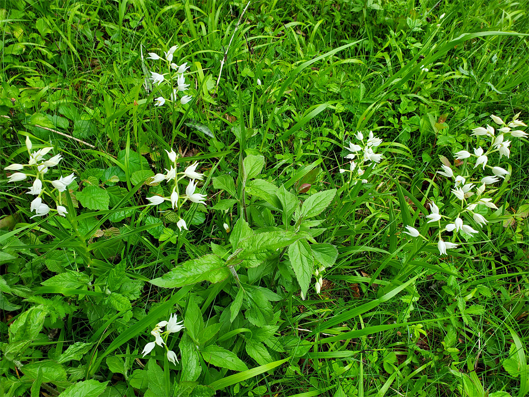 Group of plants