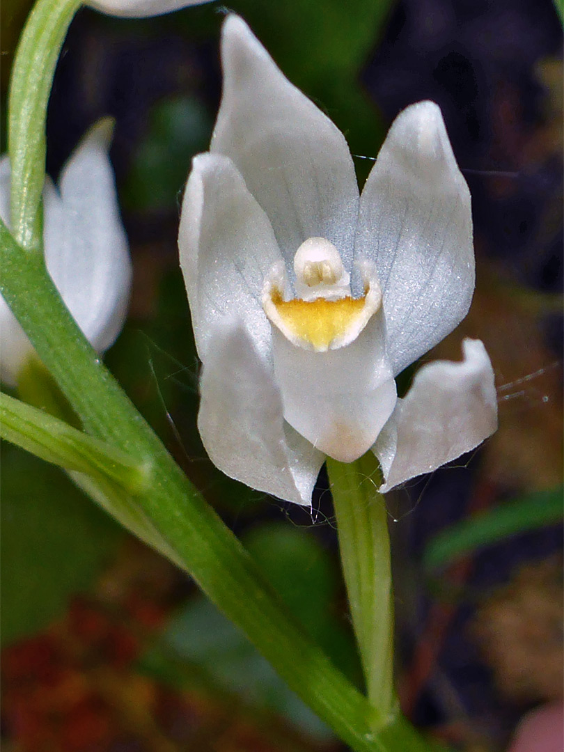 Yellow-white lip