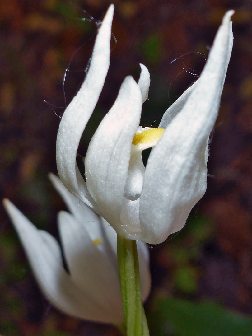 Petals and sepals