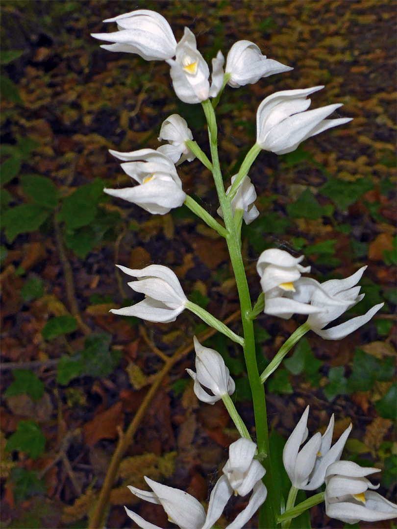 Flower cluster