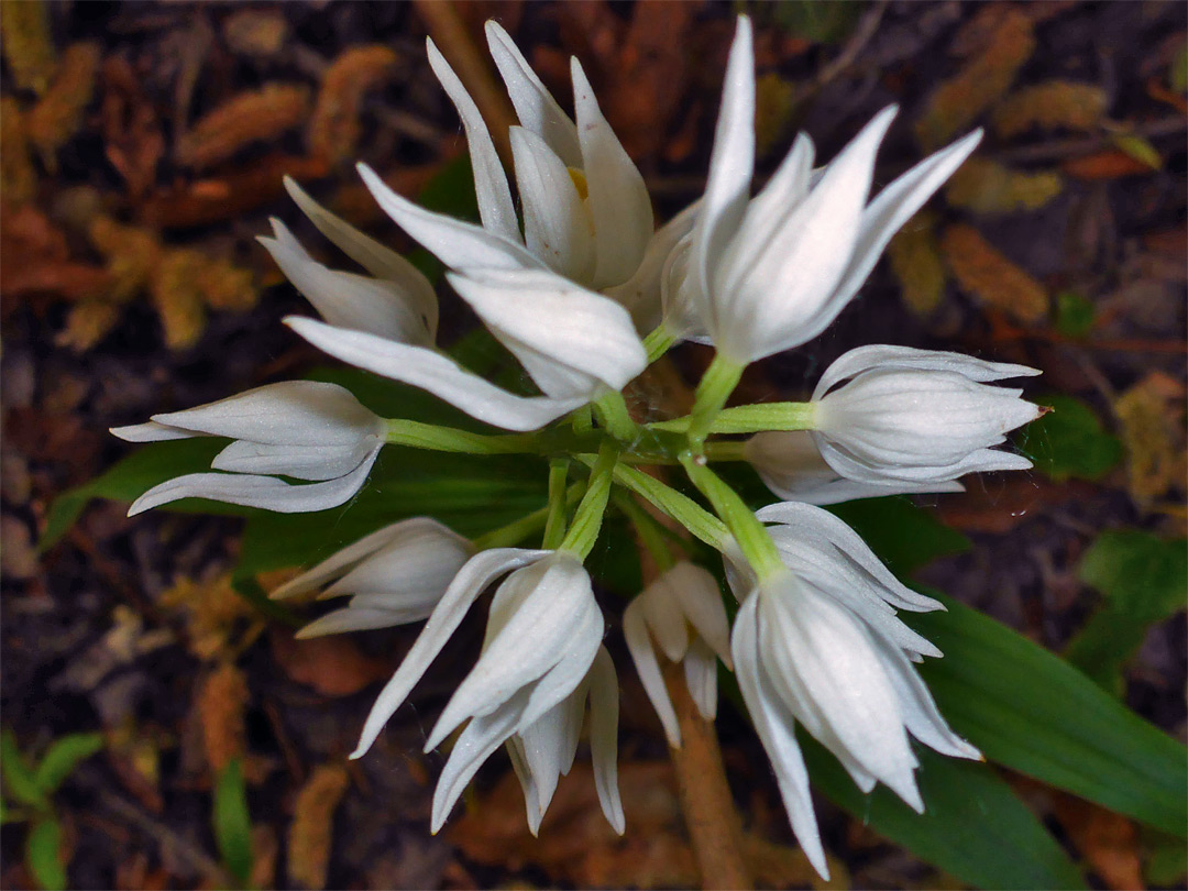 Top of a cluster