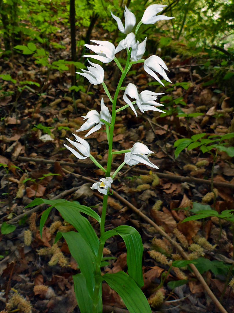 Leaves and flowers