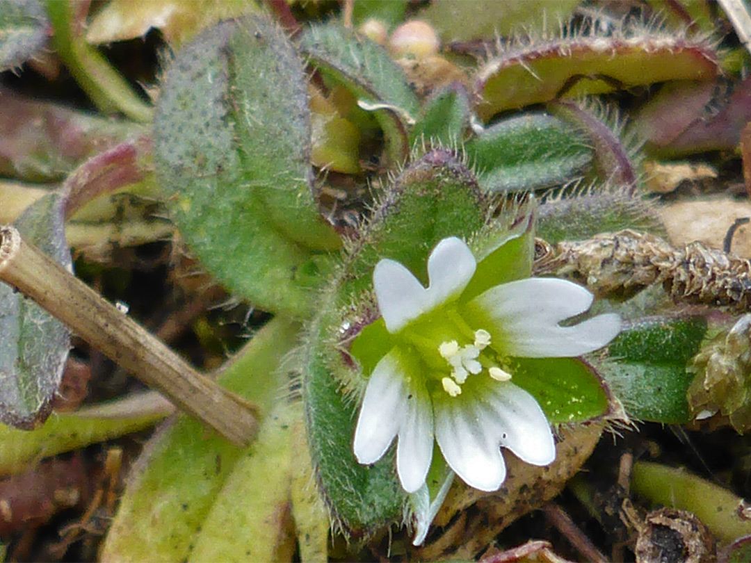 Four-petalled flower