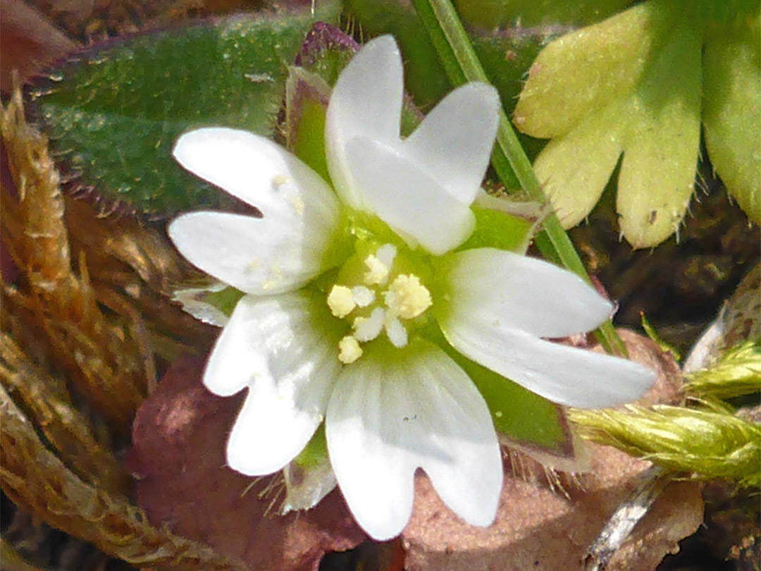 Sea mouse-ear