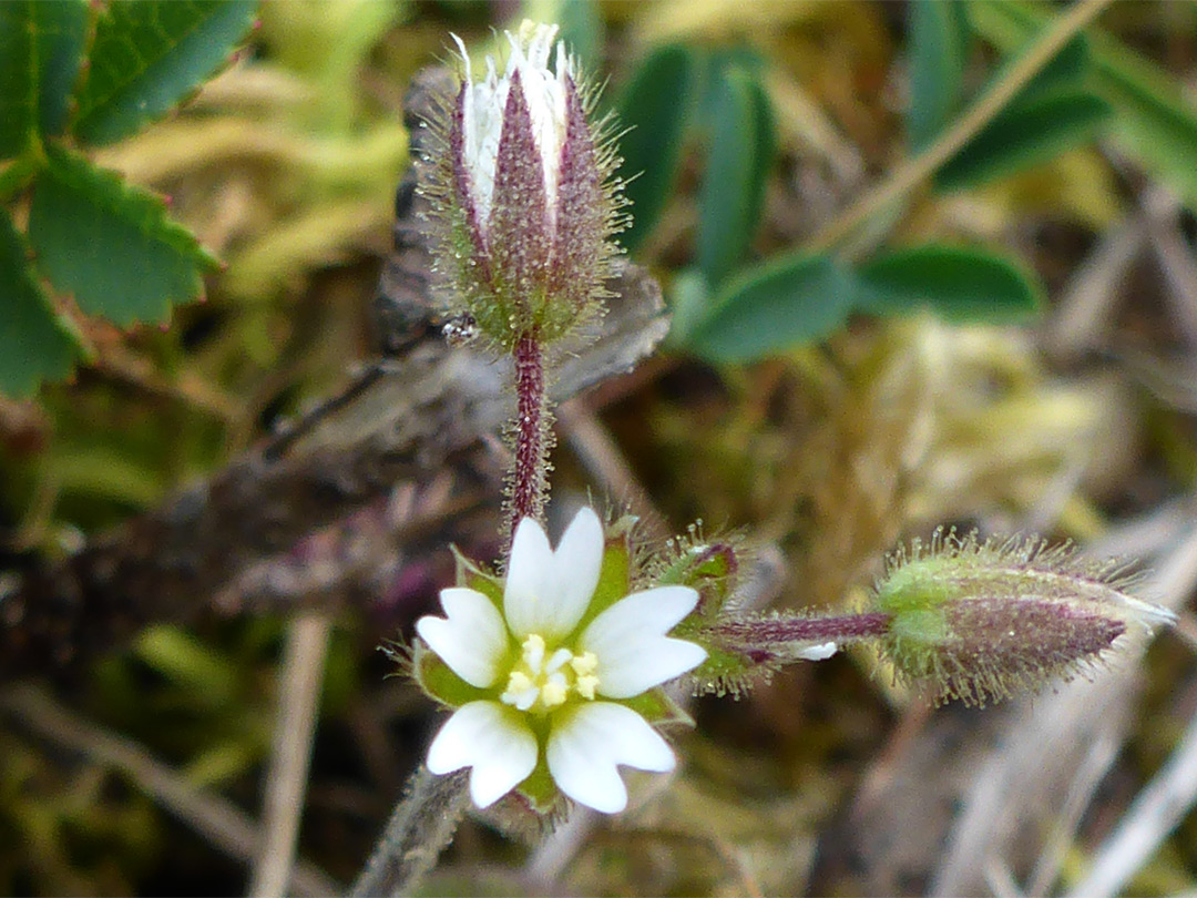 Three flowers