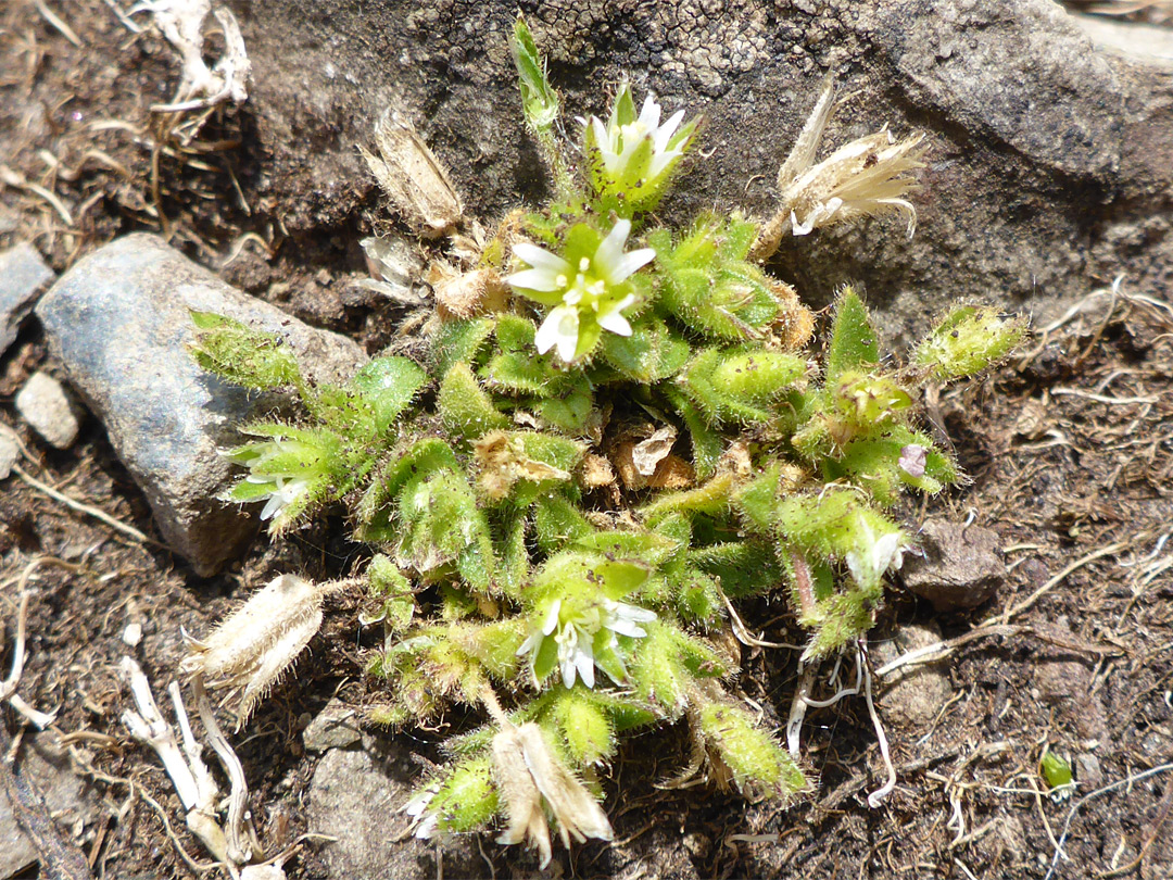 Prostrate plant