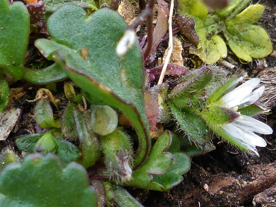 Leaves and bracts