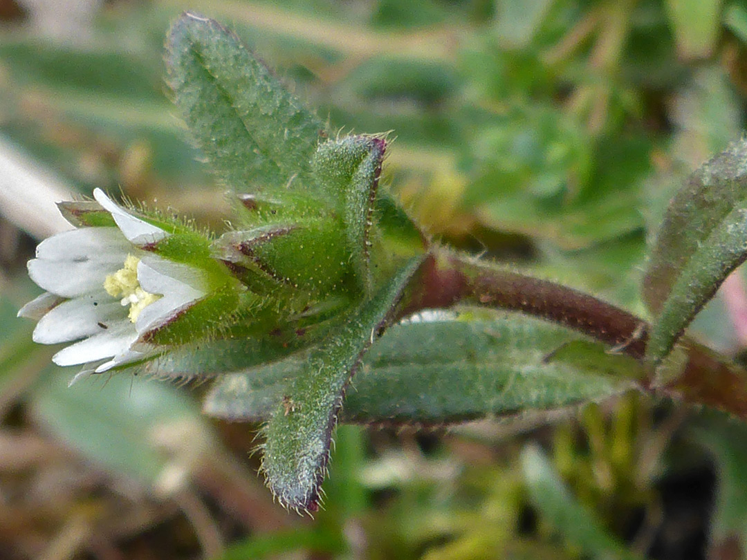 Flower and bud