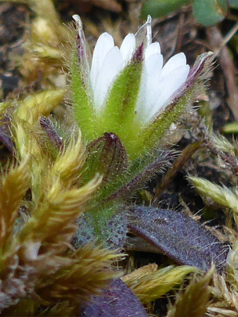 Hairy bracts and sepals