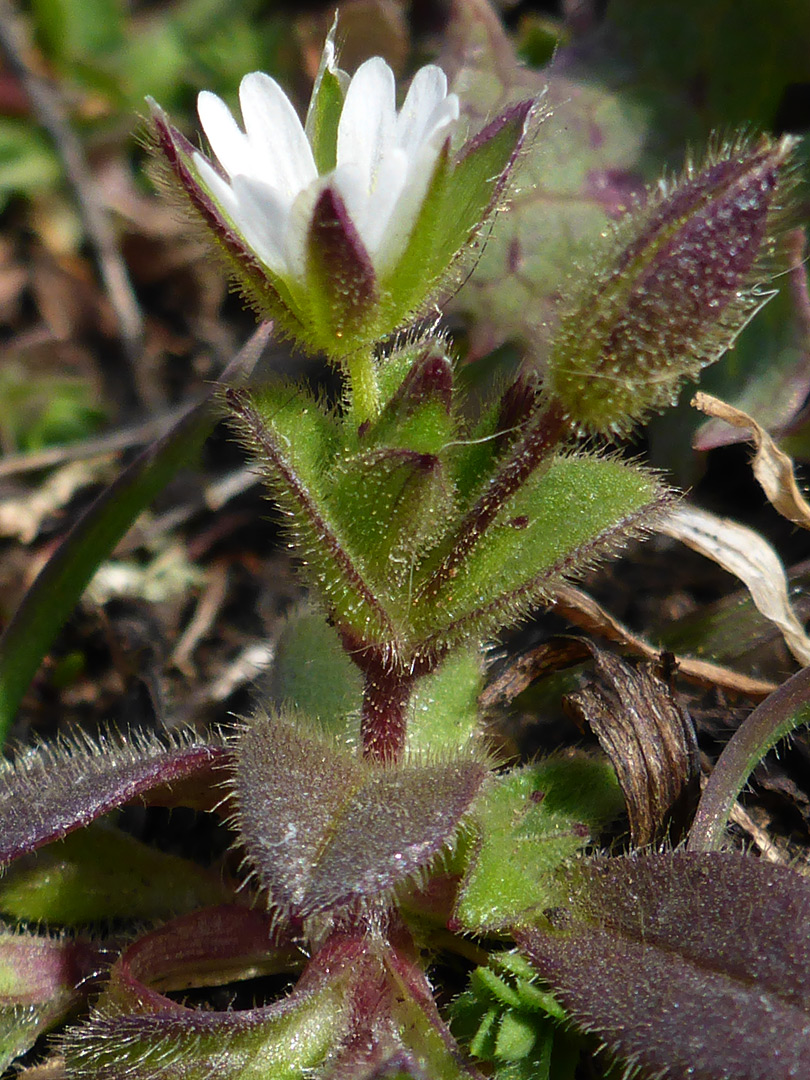 Flowering stem