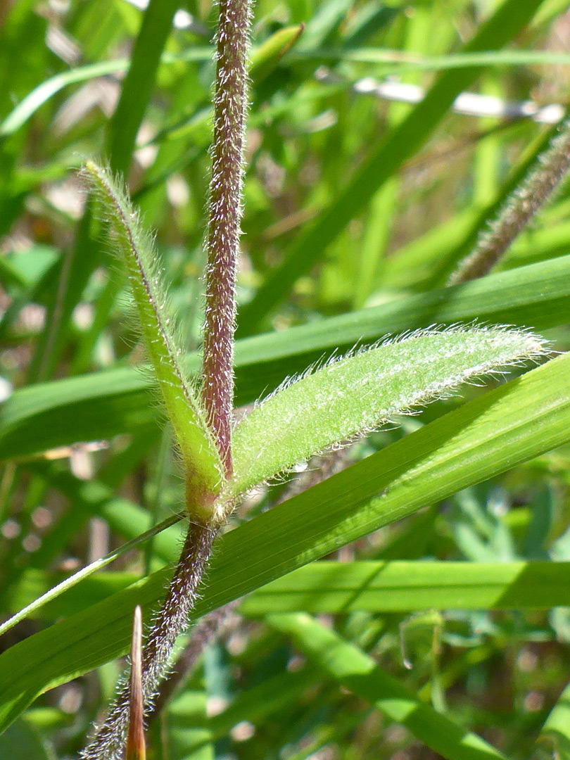 Opposite leaves