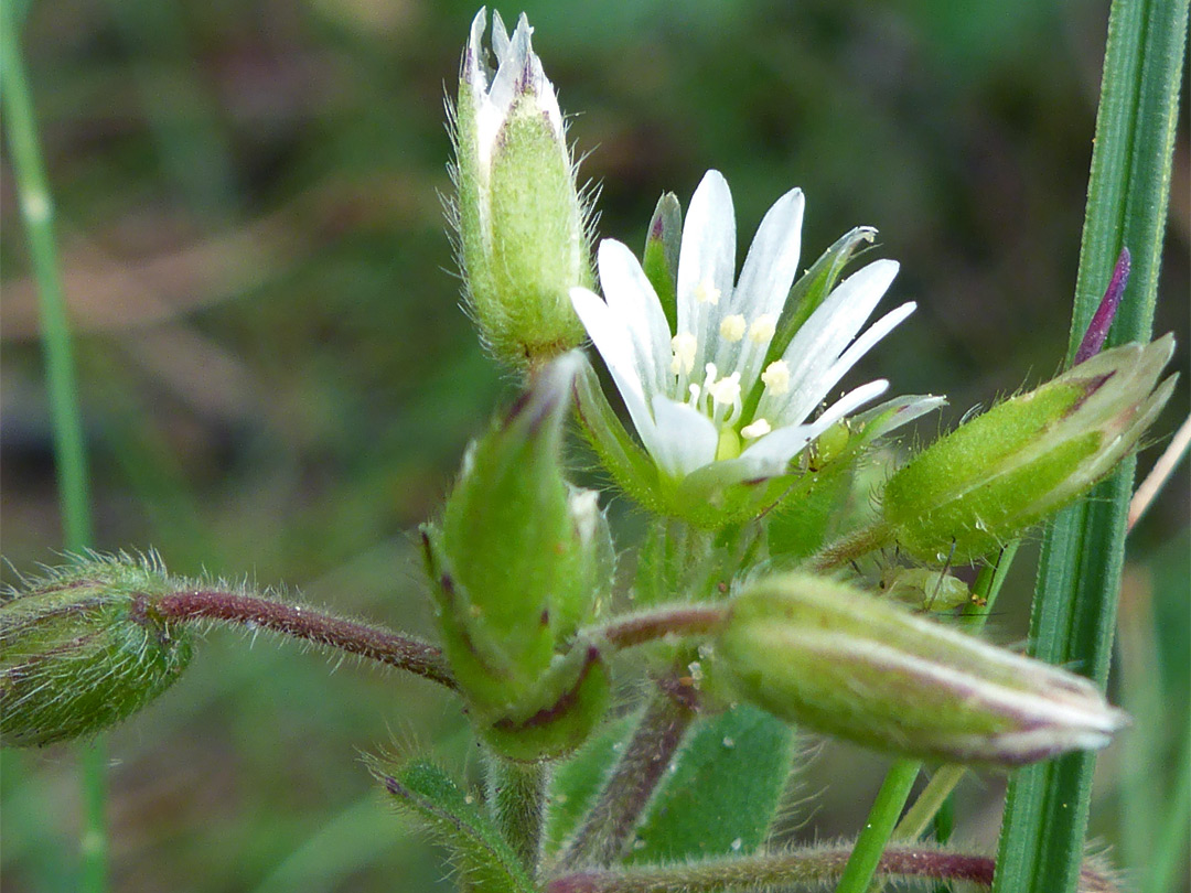 Flower and buds