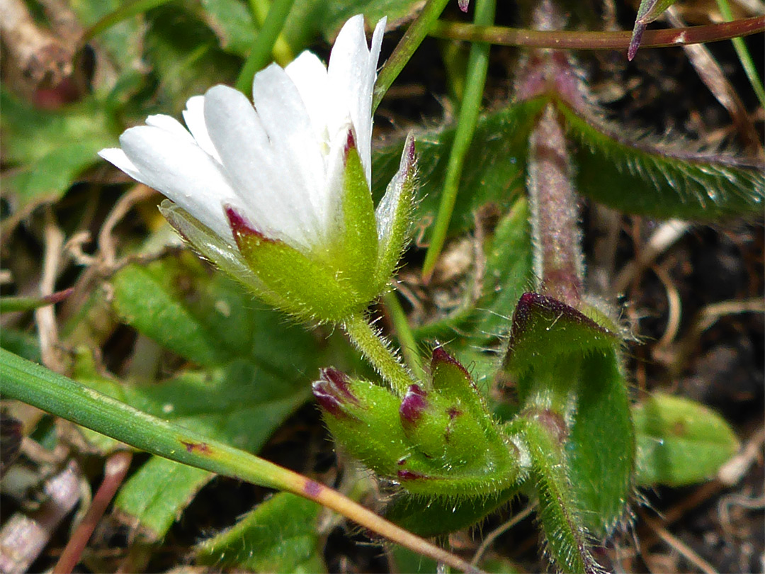 Sepals and petals