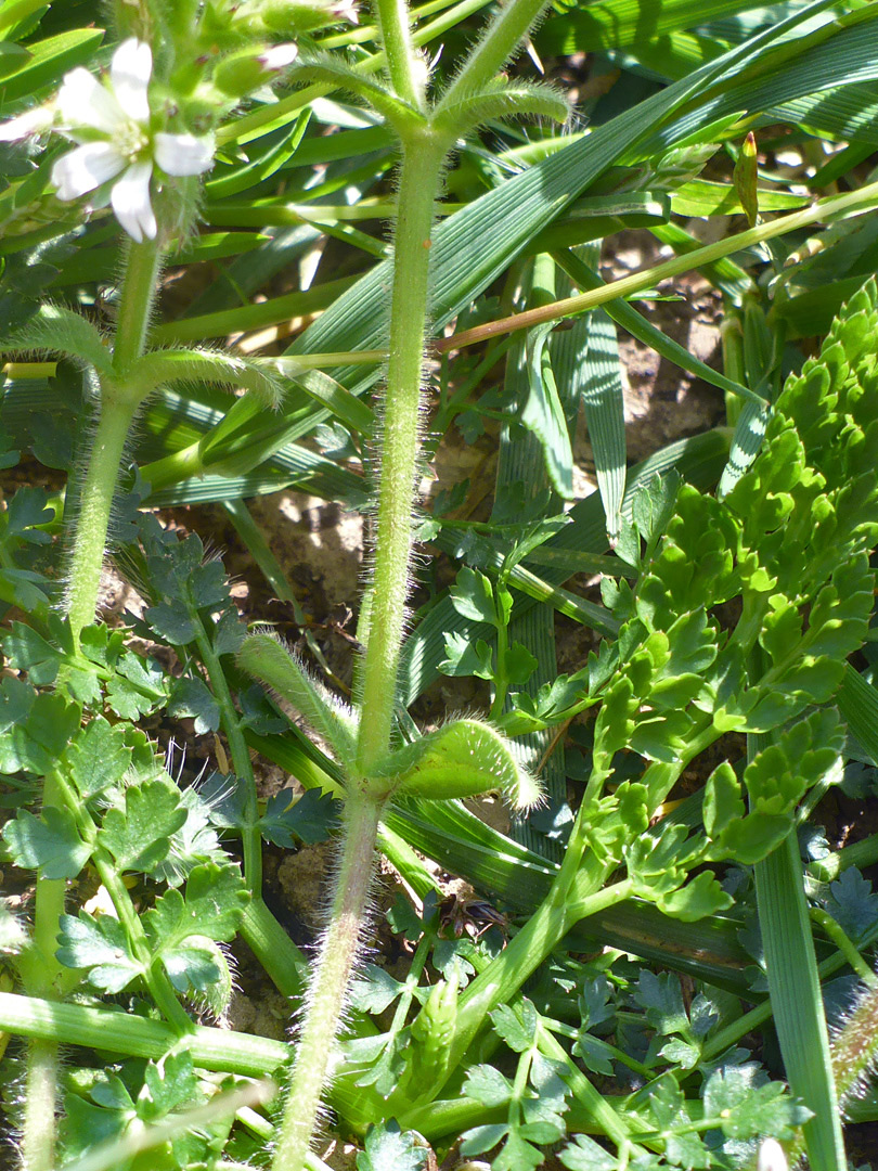 Hairy stem and leaves