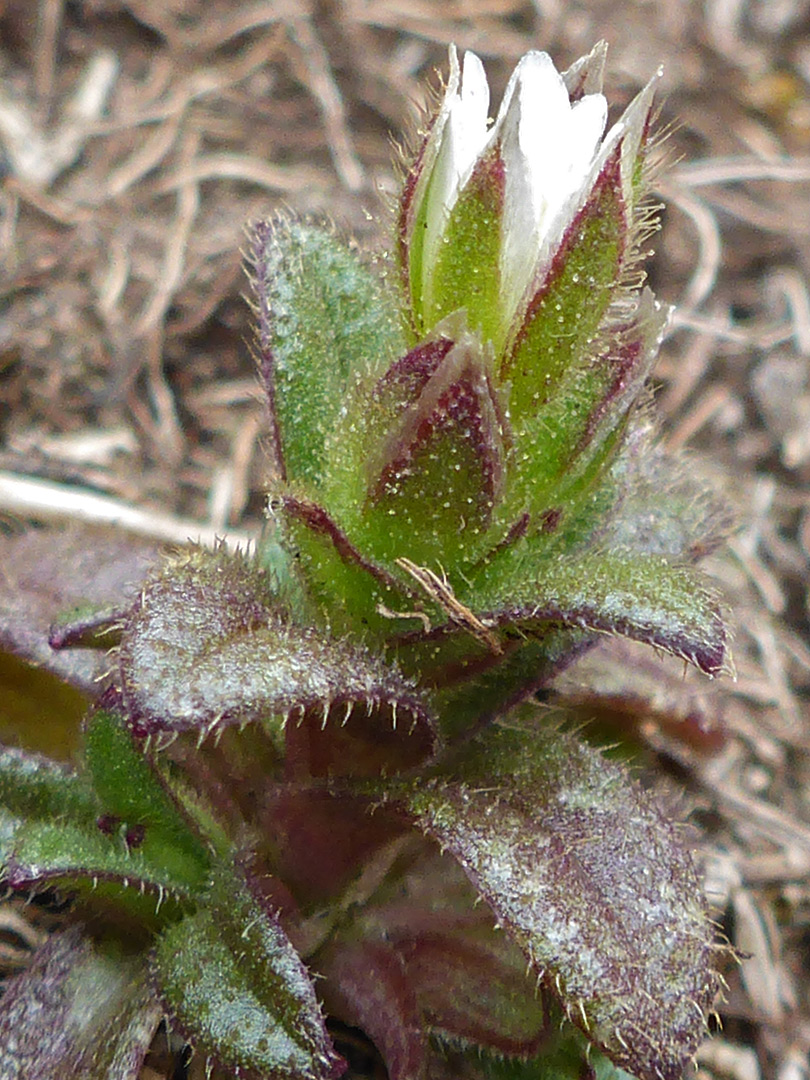 Leaves and bracts