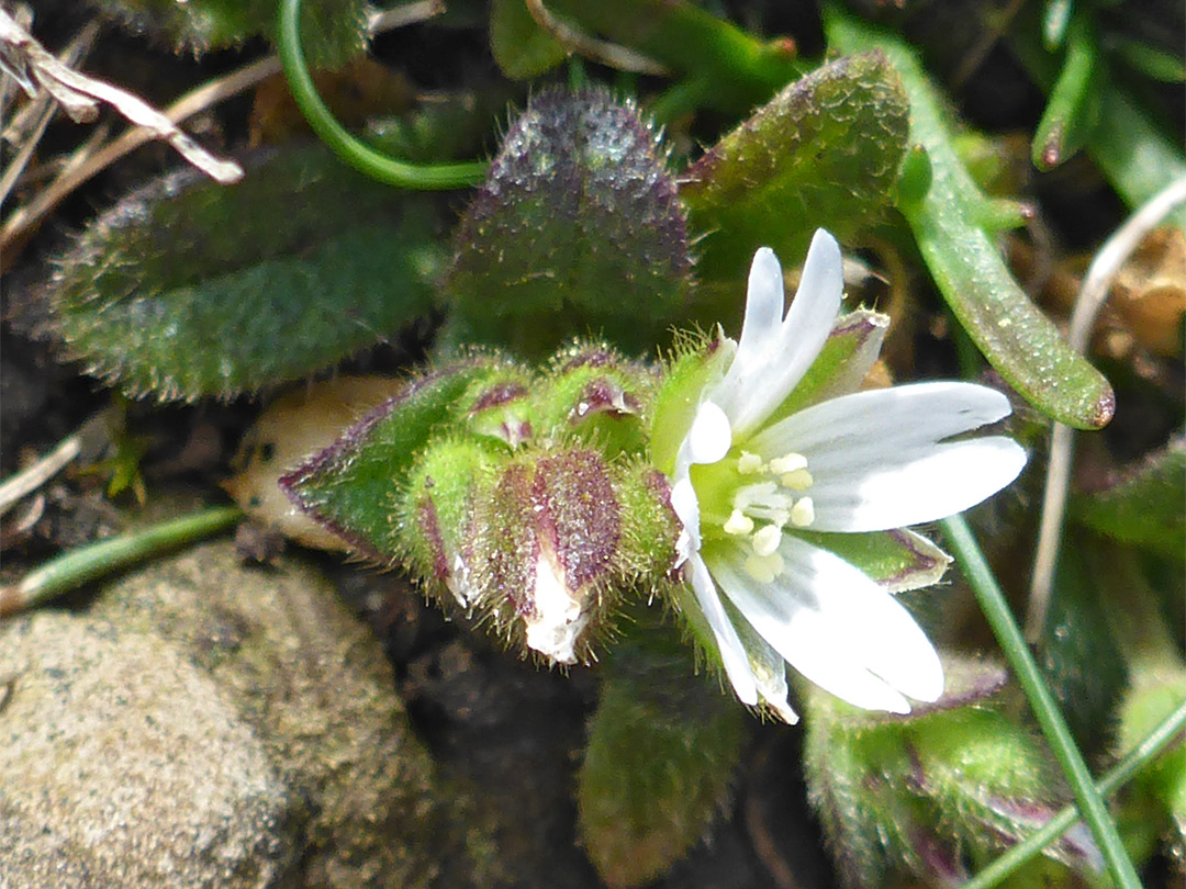 Buds and flower