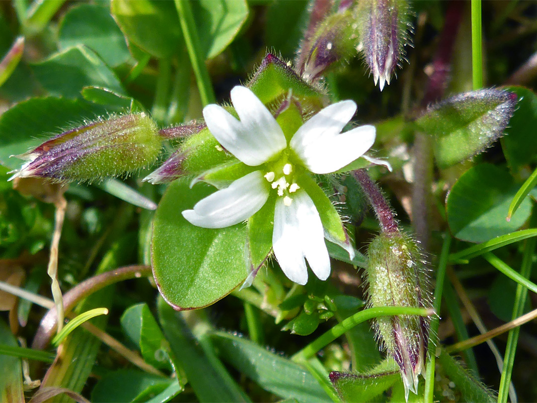 White flower