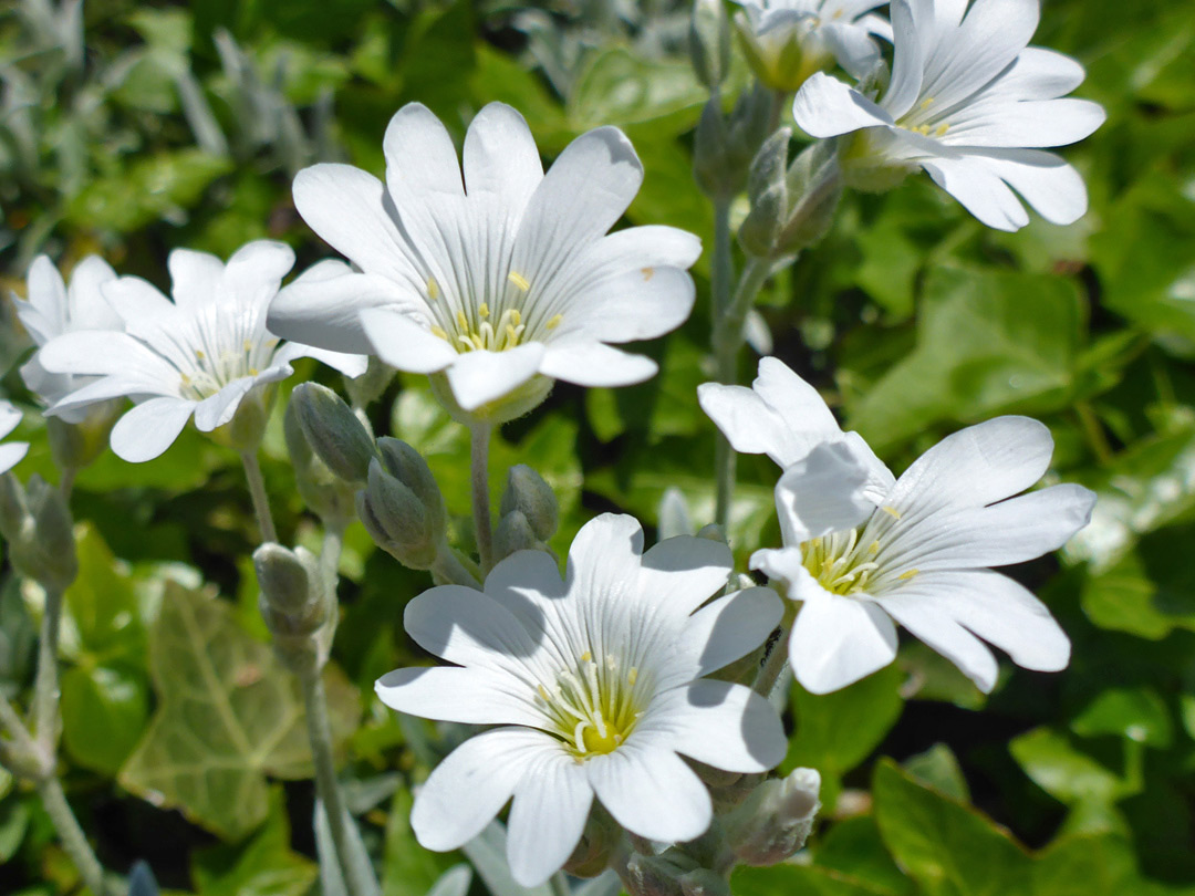 Five white flowers