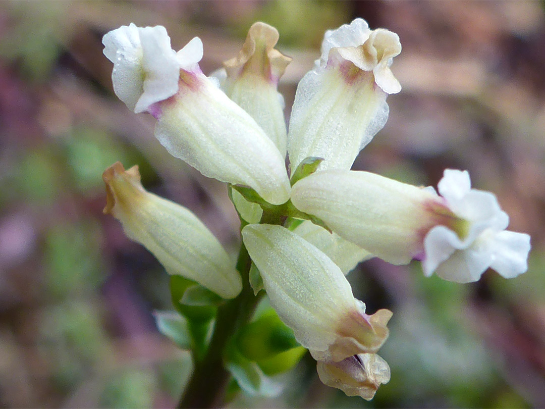 Flower cluster