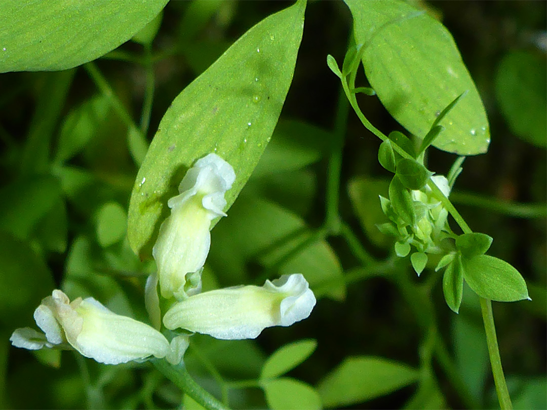 Leaves and flowers