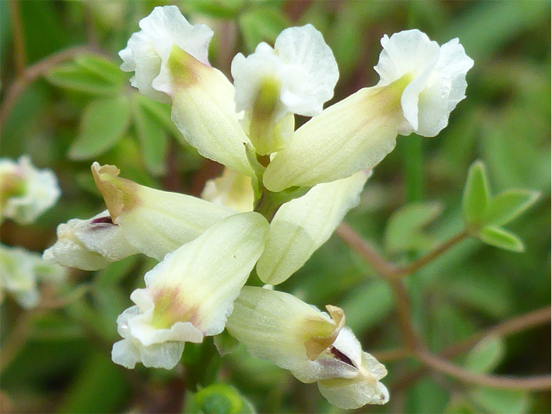 Creamy-white flowers