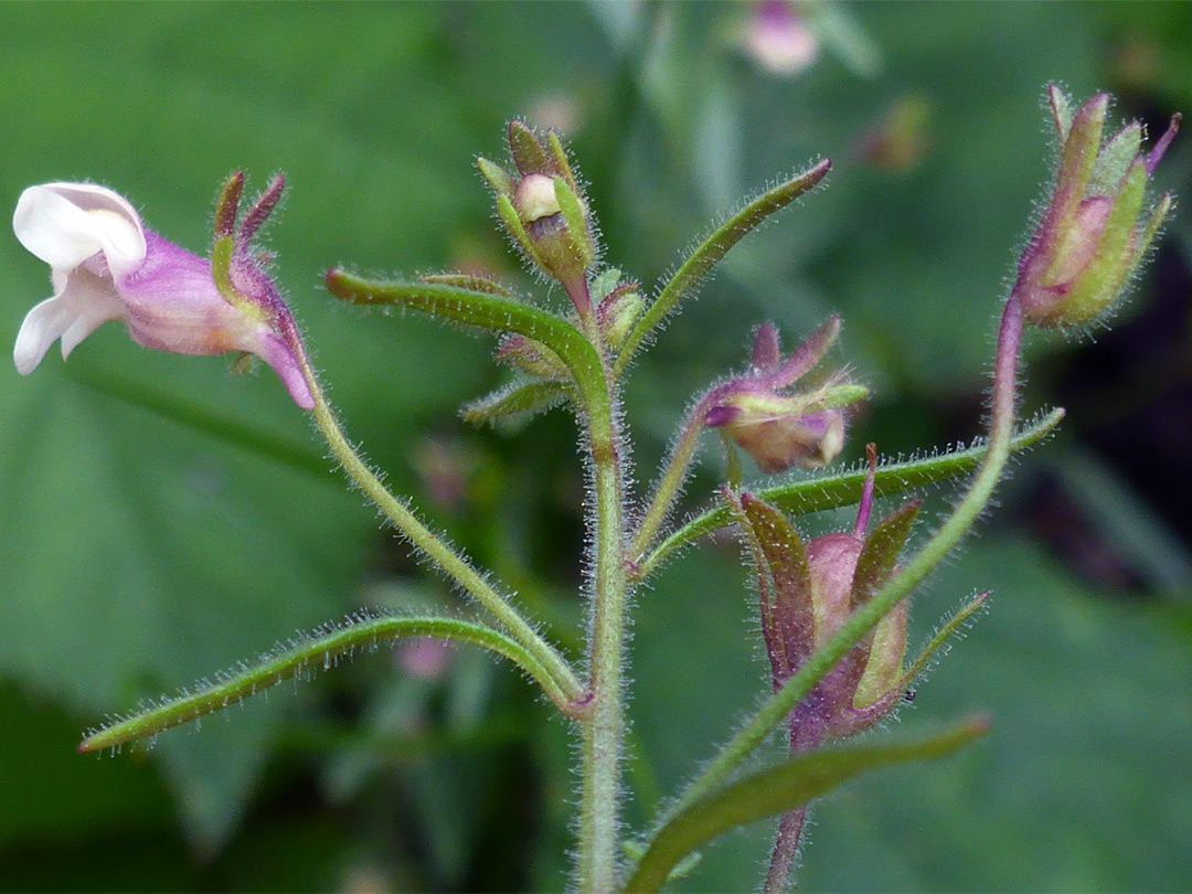 Small toadflax