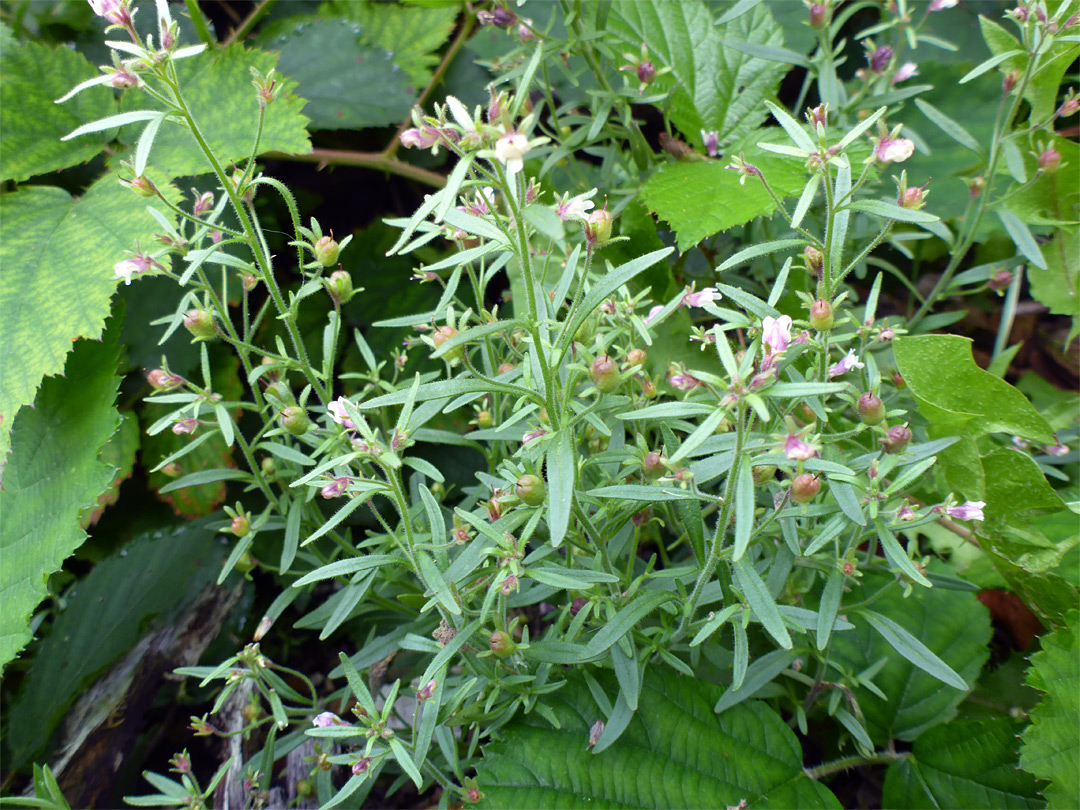 Group of stems