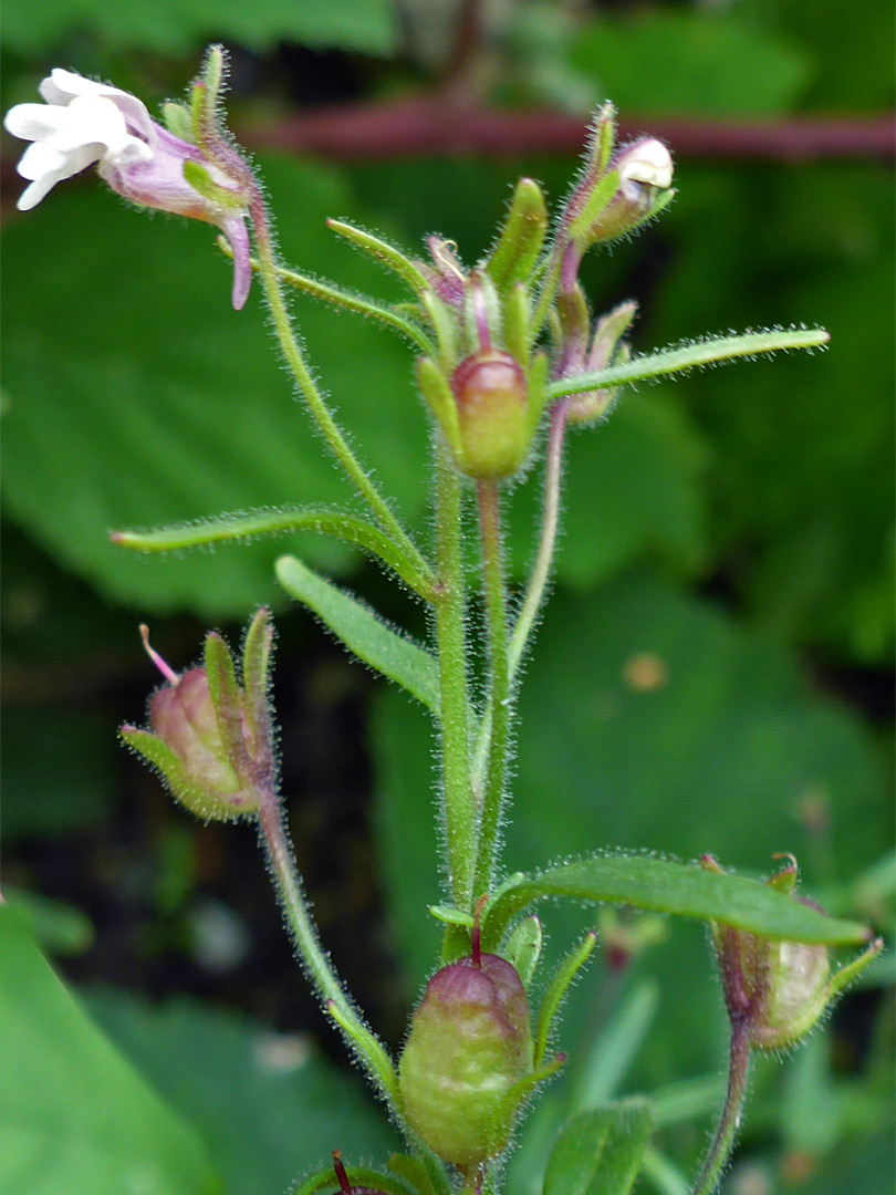 Flower and fruits