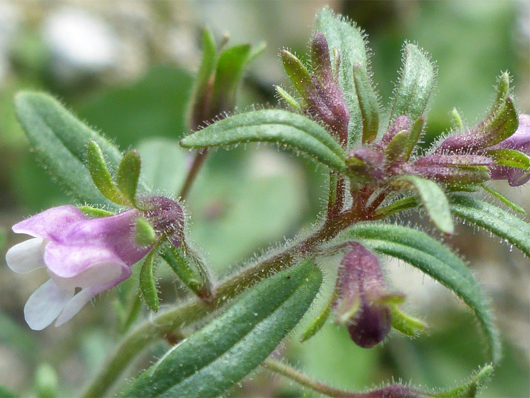 Small toadflax