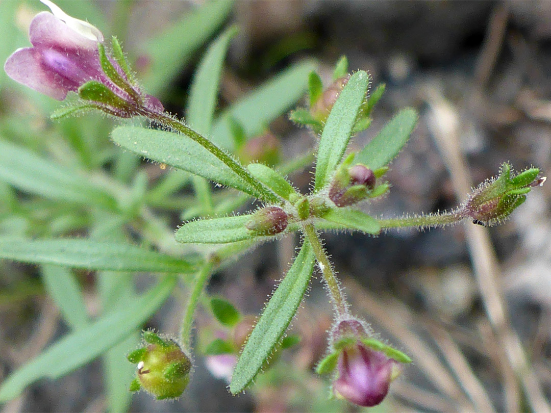 Leaves and flowers