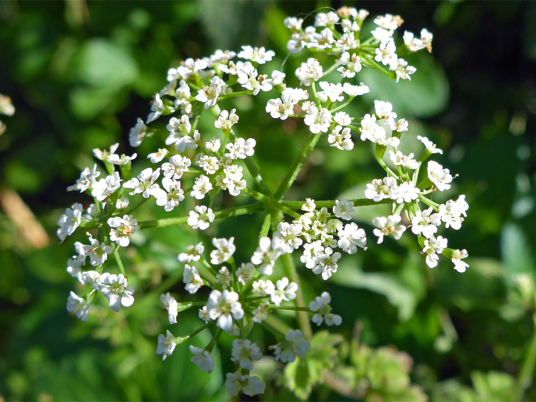 White flowers