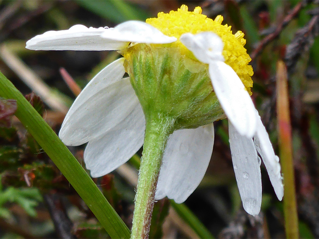 Florets and phyllaries