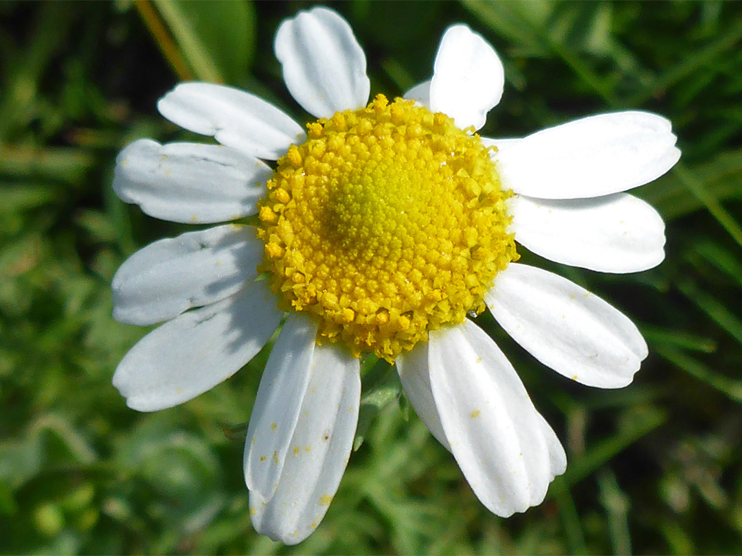 Flowerhead