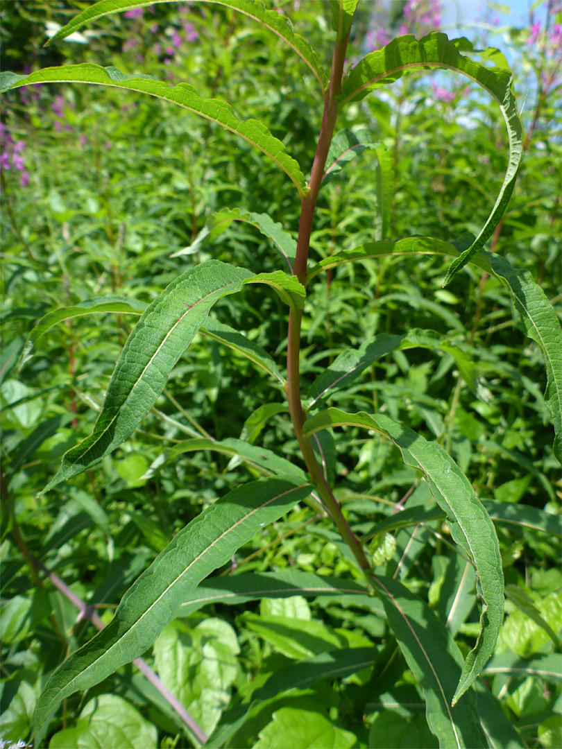 Hairless leaves