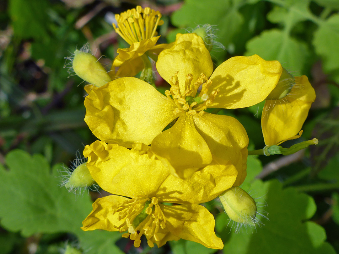 Flower cluster