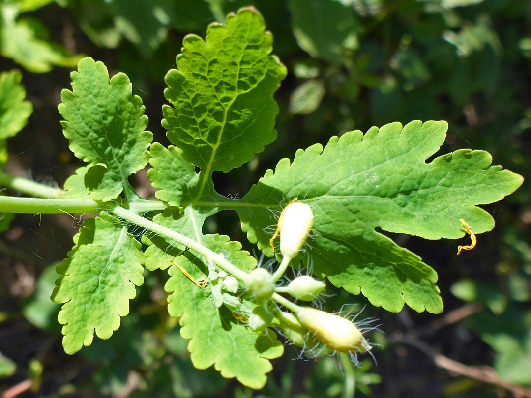 Pinnate leaf