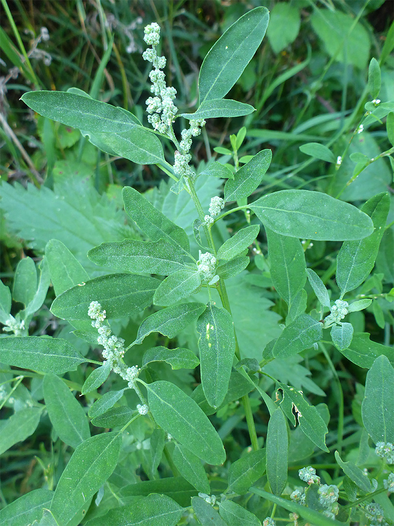 Ovate leaves