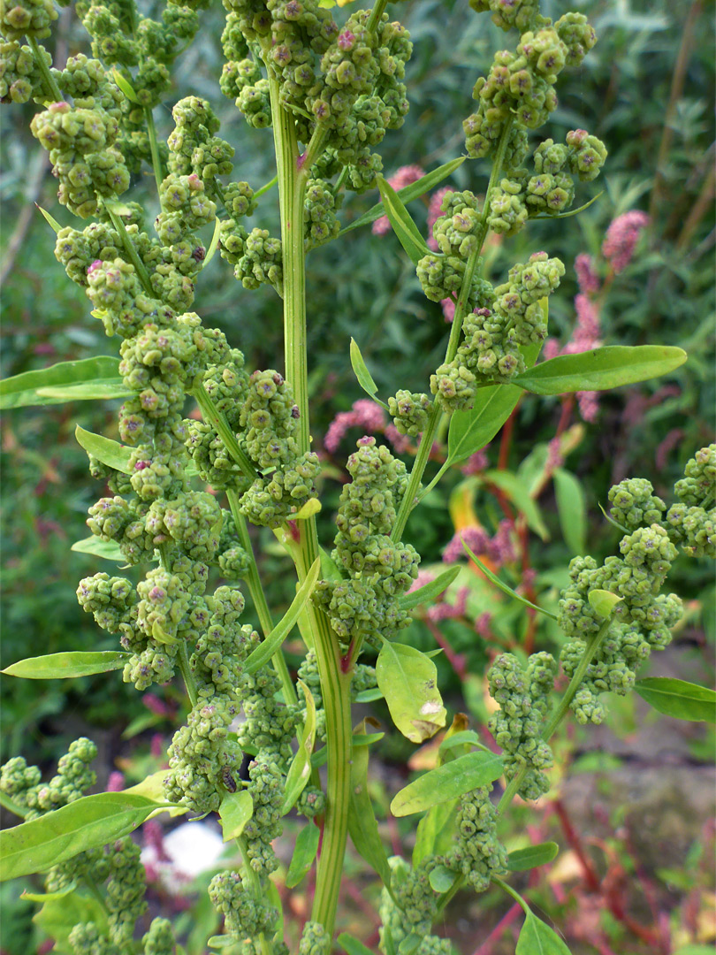 Greenish inflorescence