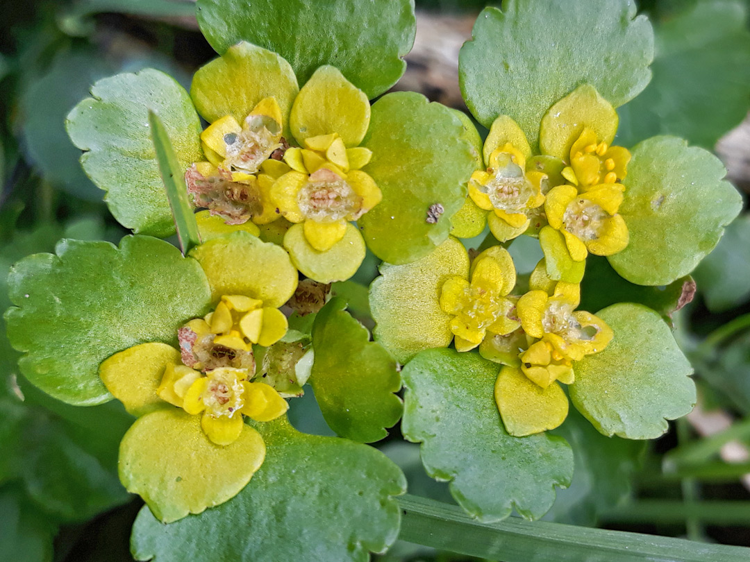 Flowers and bracts