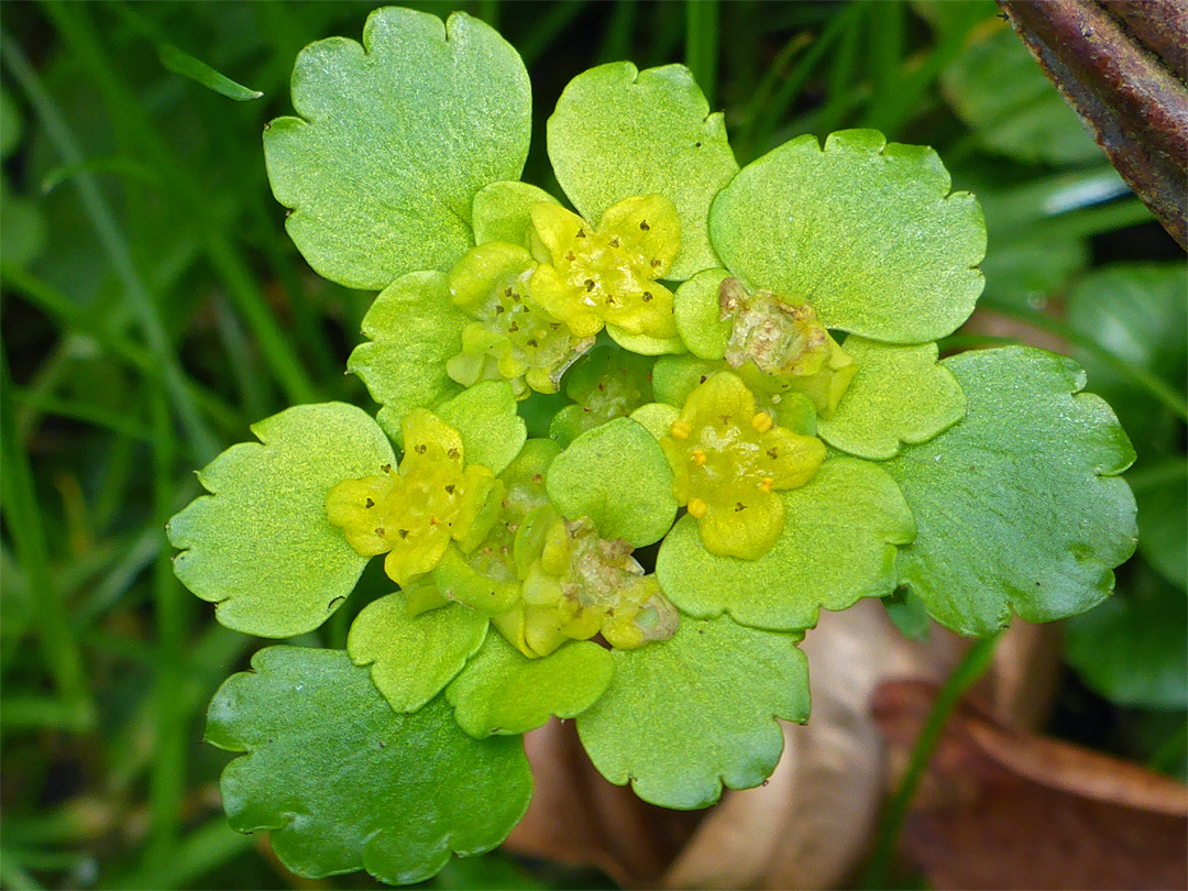 Yellowish flowers