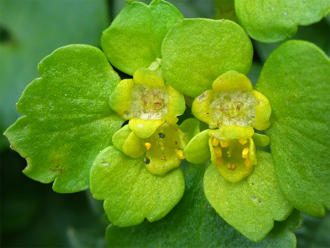 Inflorescence