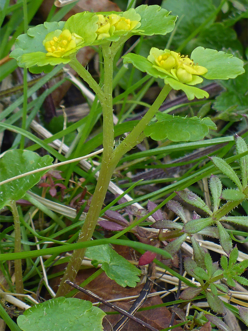 Hairy stem